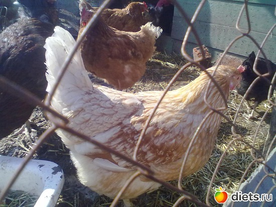 3 ����: ��� �����