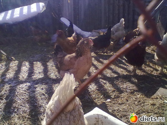 5 ����: ��� �����