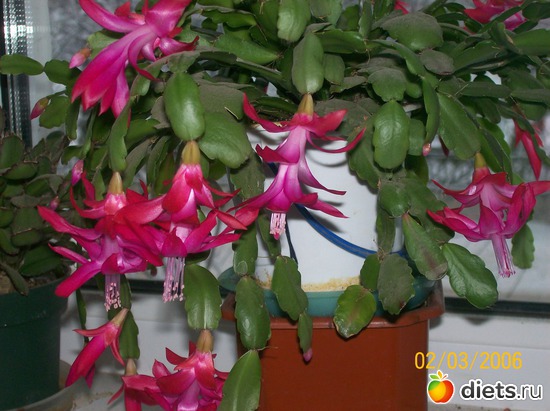 1 фото: Цветочки