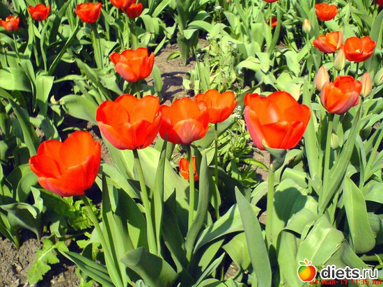 Цветущая красота тюльпанов!!!