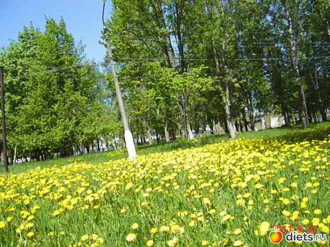 Неземная красота одуванчиков!