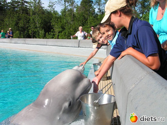 Marineland, Niagara Falls, 2008, альбом: Мои детки.
