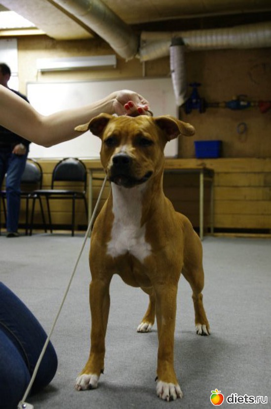 Уроки хендлинга, альбом: мои любимые