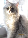 кастрация котов