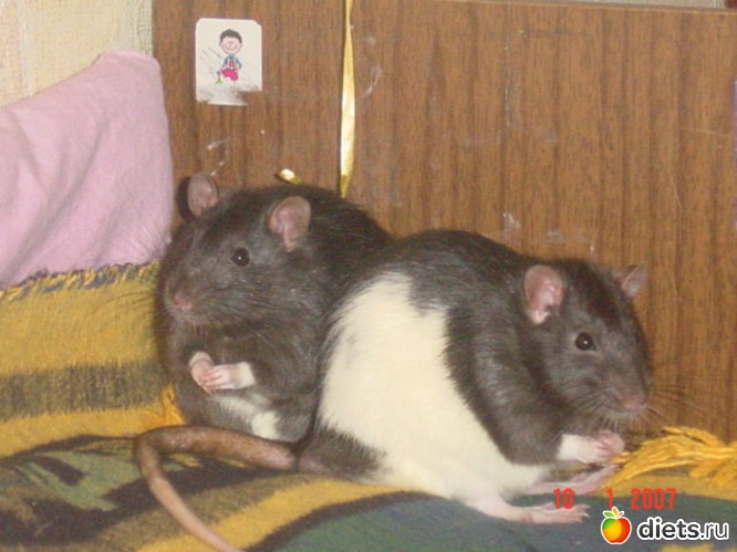 Макс и Кокс, альбом: Крысы!!!!!)