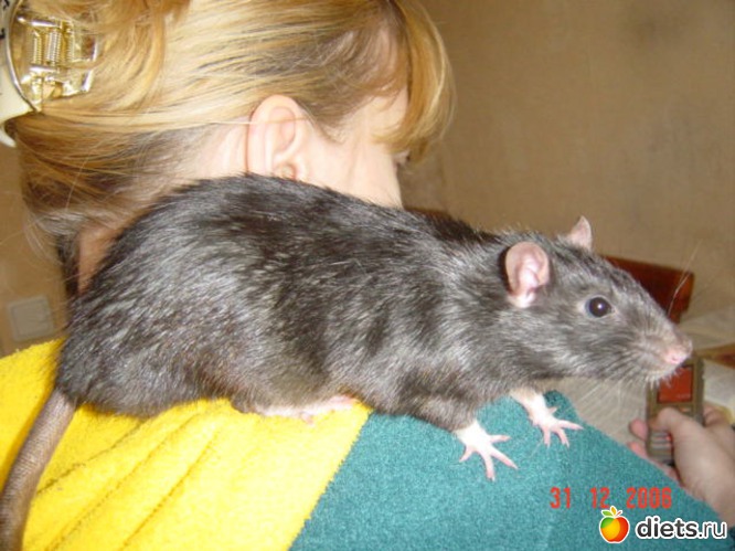 Макс, альбом: Крысы!!!!!)