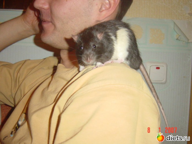 Кокс, альбом: Крысы!!!!!)