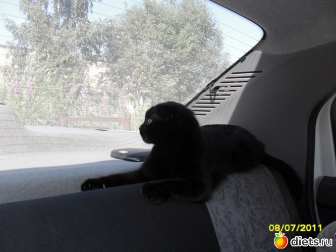 Багира -путешественница., альбом: Наша любимица Багира.