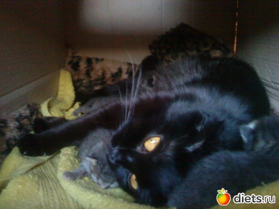 С котятами., альбом: Наша любимица Багира.