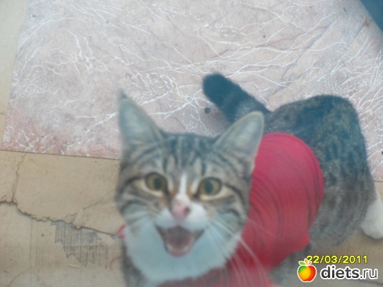 Маааама!, альбом: Котейка