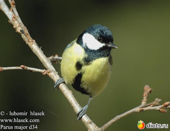 36 фото: открытки