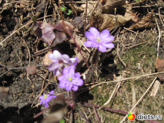 �������� ��������, ������: ������� � ������