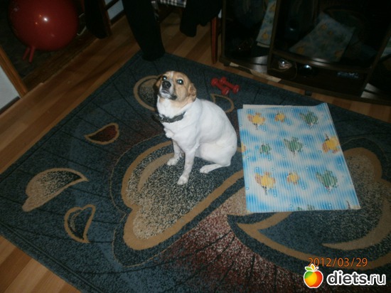 1 фото: Наши животинки