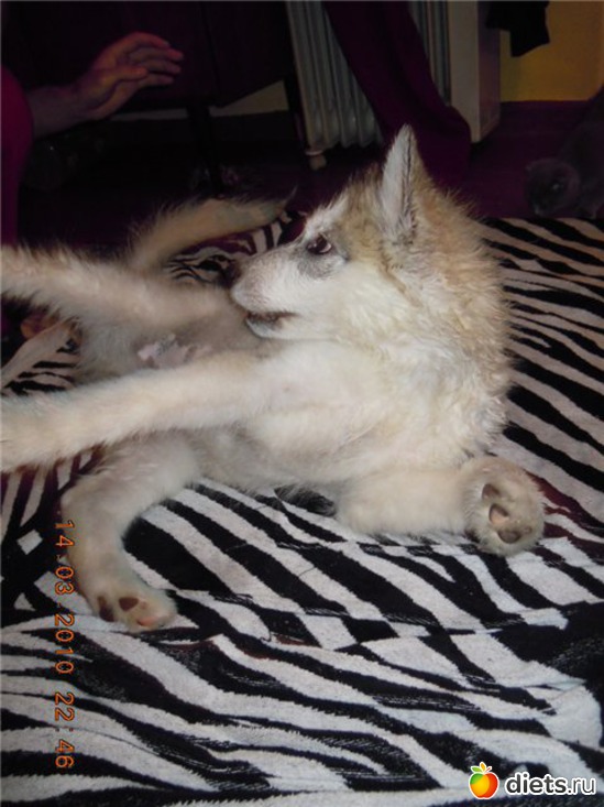 6 фото: животные