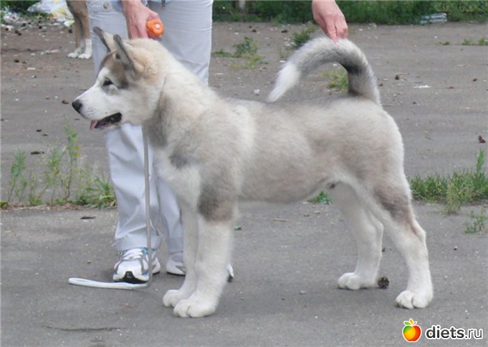 11 фото: животные