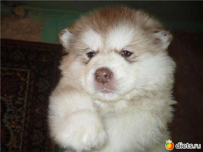 12 ����: ��������