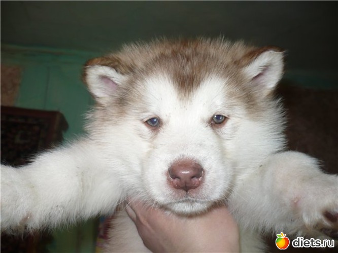 13 фото: животные