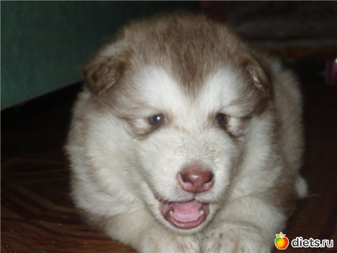 18 фото: животные