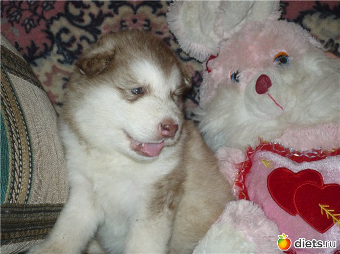 19 фото: животные