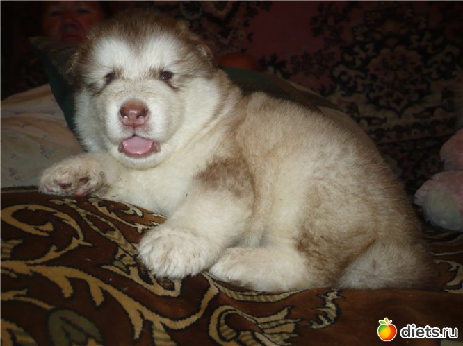 20 фото: животные