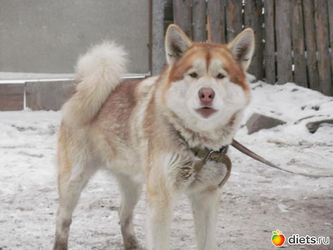 21 фото: животные