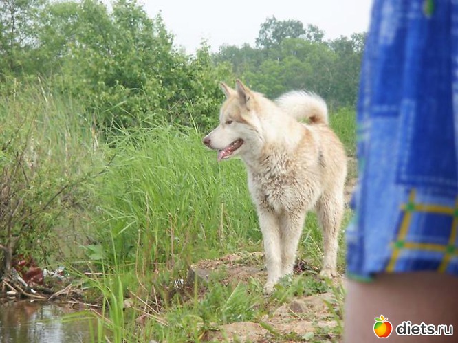 22 фото: животные