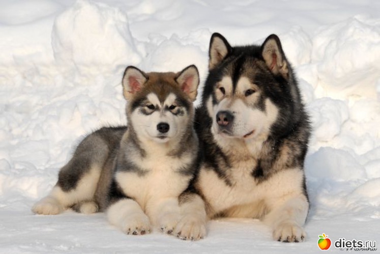 23 фото: животные