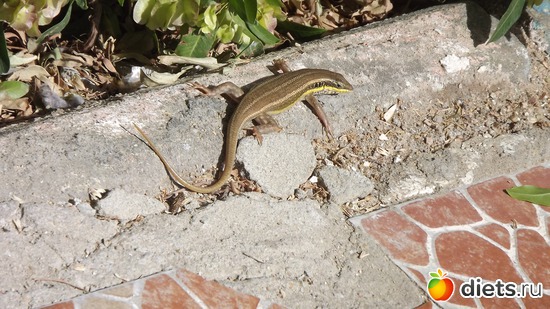 ящерка, альбом: Отпуск.