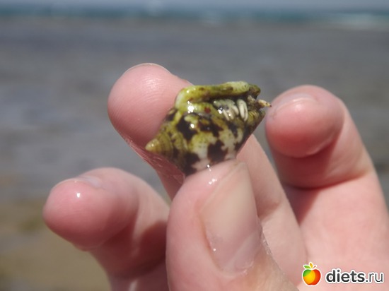 крабик, альбом: Отпуск.