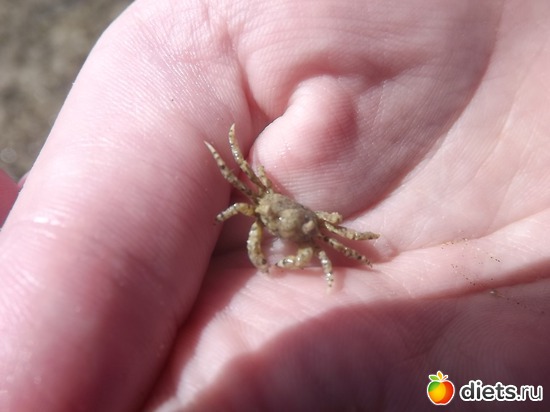 мини крабик, альбом: Отпуск.