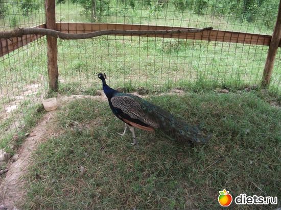 �����������. ������������� ������, ������: ����������