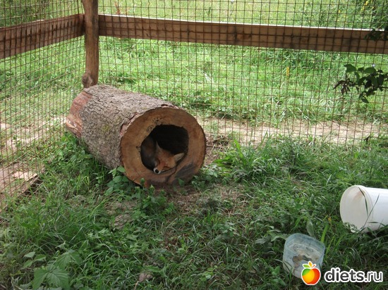 �����������. �������� �� ���� ����, ������: ����������