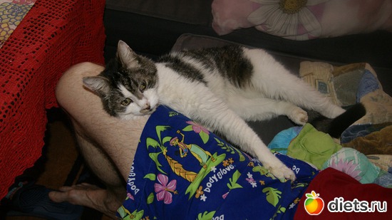 34 фото: Кошки и собаки! Все наши!