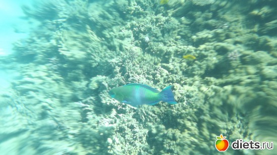 �����, ������: ������.