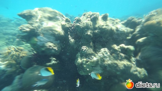 рыбки, альбом: Отпуск.