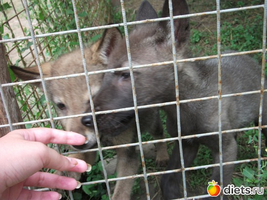 Минизоопарк. Волчата меня облизали., альбом: Лермонтово