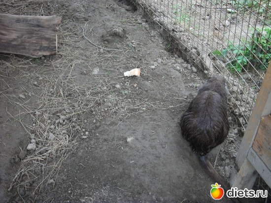 Минизоопарк. Нутрия обсыхает после купания, альбом: Лермонтово