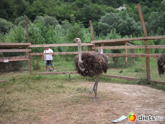 Минизоопарк. Единственный кто держит кадр - страус, альбом: Лермонтово
