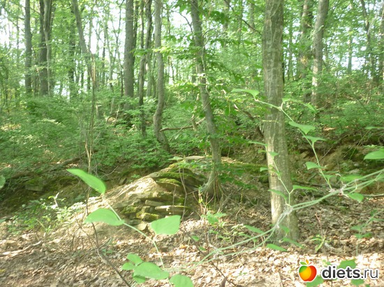 � �����, ������: ����������