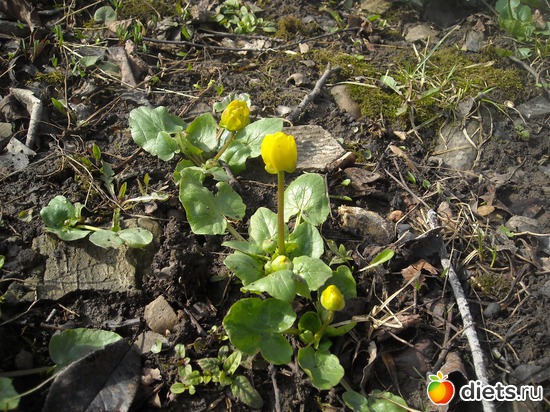 Первоцветы.