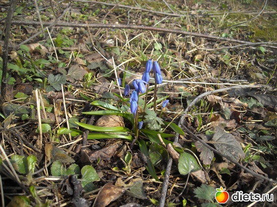 Самые первые первоцветы.