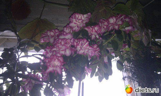 2 фото: животинки