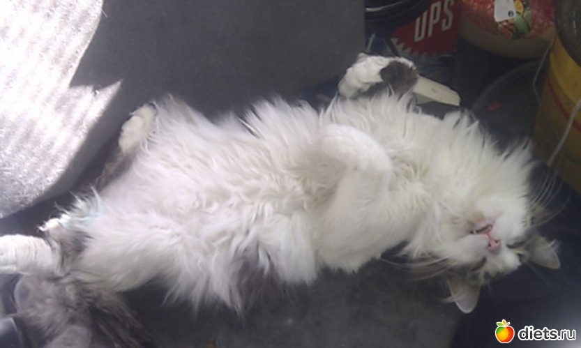 3 фото: животинки