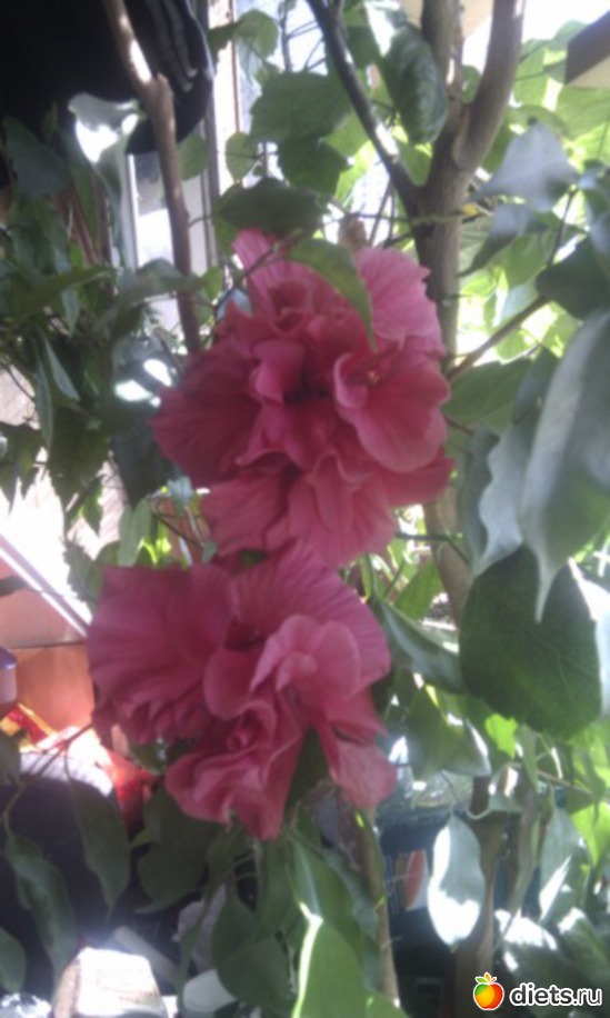 4 фото: животинки