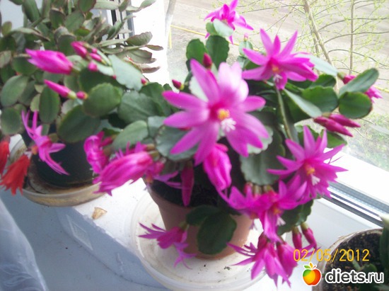 ����� ������...., ������: ��������