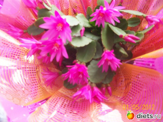 10 фото: Цветочки