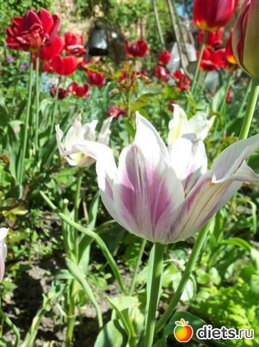 21 фото: Мамина дача