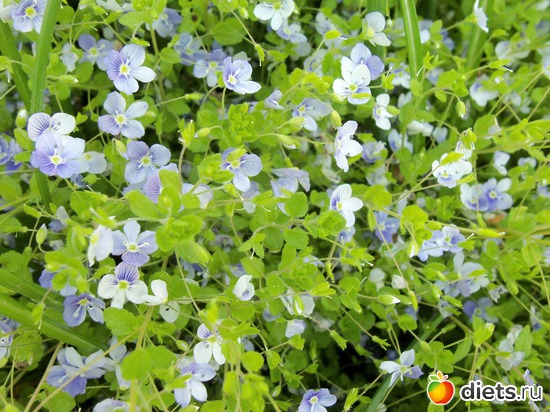 26 фото: Мамина дача