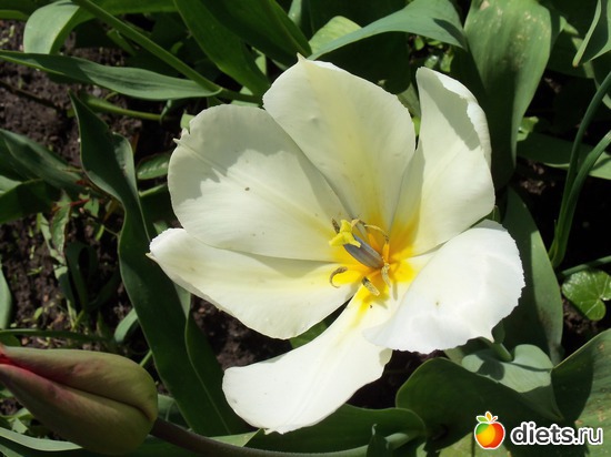 30 фото: Мамина дача