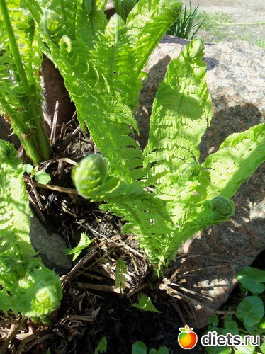 43 фото: Мамина дача